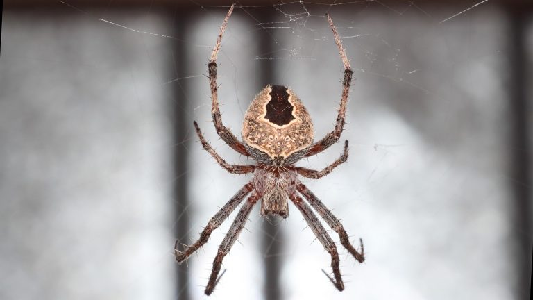 spider, a spider-like insect, web, insect, phobia